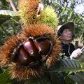 秋の訪れ、つややかに　益子の農園でクリ収穫期　熟成後、県内飲食店などに出荷へ