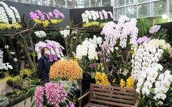 高貴な香りに包まれて　とちぎ花センターで洋ラン展