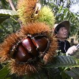 秋の訪れ、つややかに　益子の農園でクリ収穫期　熟成後、県内飲食店などに…