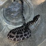 茂木で黒いマムシ発見　滝田さん方の庭先で捕獲