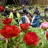 色鮮やかなボタン、一足先に　日光の道の駅で「室内庭園」始まる