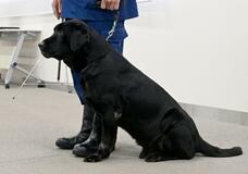 警視庁警察犬の引退式を初公開