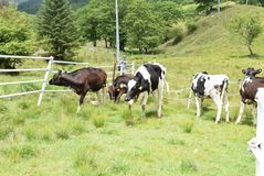 前日光牧場で放牧