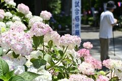 芳賀天満宮でアジサイ見頃