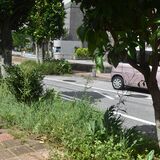 街路樹数が全国一の観光立県　沿道の雑草が伸び放題　成長スピードは３倍、対策どうする？