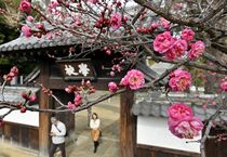 足利学校で寒紅梅開花