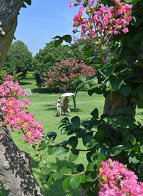 サルスベリが見頃　壬生