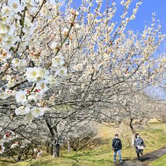市貝・観音山梅の里で白梅満開　「例年にない花の付き」で連日にぎわい　15日までは「梅まつり」
