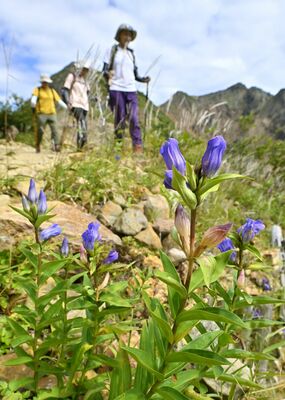 登山道沿いでかれんに咲くリンドウ＝11日午前10時、那須町湯本