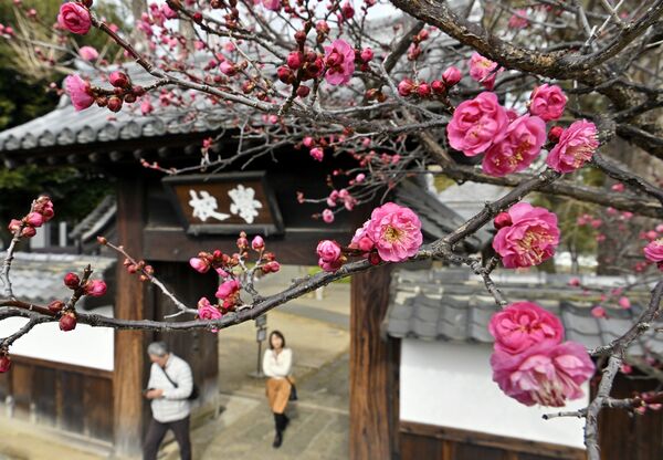 参観者が行き交う学校門の脇で二分咲きとなった寒紅梅=28日午前11時25分、足利市昌平町