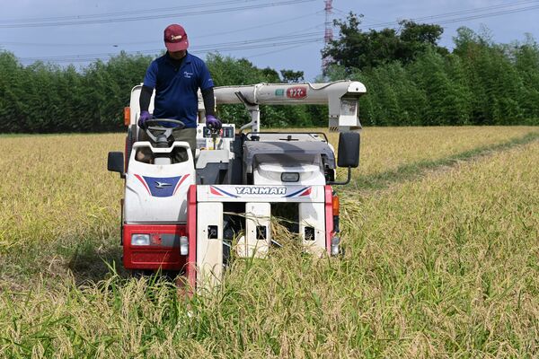 自社の農業法人が生産した原料米を刈り取る天鷹酒造の社員＝２０２５年９月、大田原市