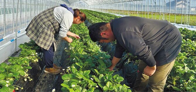 は収穫、昼間は苗の世話など、一日中2人の作業は続く