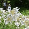 輝く大輪と甘い香り　真岡の根本山でヤマユリが見頃