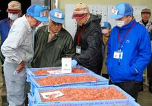 サクラエビ、秋の初競り