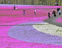 足元に広がる花のじゅうたん　市貝でシバザクラ見頃、モニュメントも設置