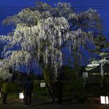 矢板の天然記念物、シダレザクラが見頃　日没後はライトアップも