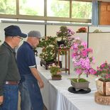 愛好家丹精50点愛でて　那須塩原できょうからサツキ展