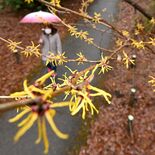 マンサク雨に咲く　真岡・井頭公園で見頃