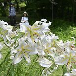 輝く大輪と甘い香り　真岡の根本山でヤマユリが見頃