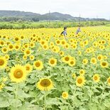 那珂川の田畑でヒマワリ見頃　6900平方メートルに種　今月末ごろまで