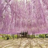 国交省のガーデンツーリズムに「北関東花回廊」登録　栃木県からは５カ所６…