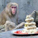 宇都宮動物園でおさるの“成人式” ニホンザルの「みはり」が二十歳