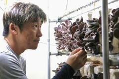 新型コロナで倒産危機、キクラゲ栽培で活路