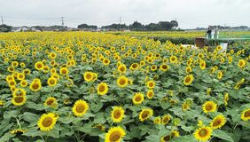 ひまわりフェス　野木
