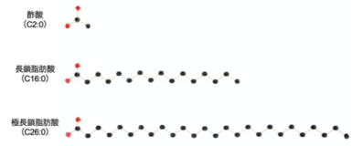 指定難病「副腎白質ジストロフィー」診断の鍵となる マーカー分子の産生酵素を発見