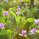 ハスの大輪、朝日に照らされて　栃木「つがの里」で見頃
