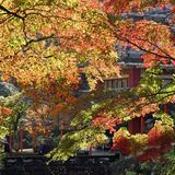 色濃く、刻一刻　晩秋告げる紅葉　栃木・出流山満願寺【動画】