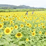 那珂川の田畑でヒマワリ見頃　6900平方メートルに種　今月末ごろまで