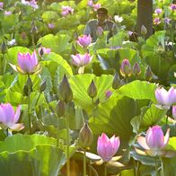 ハスの大輪、朝日に照らされて　栃木「つ…