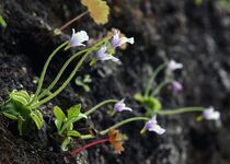 足尾・庚申山でコウシンソウ開花
