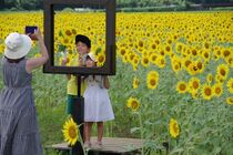 益子で「ひまわり祭り」