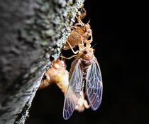 エゾハルゼミ羽化