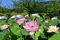 つがの里でハス見頃