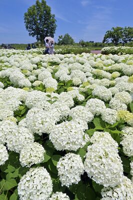 梅雨の晴れ間を爽やかに彩るアナベル=16日午前10時、下野市箕輪