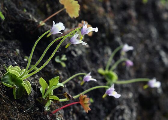 岩肌にかれんな花を付けるコウシンソウ。茎に付着した虫から栄養を吸収している＝５日午後２時50分、日光市足尾町