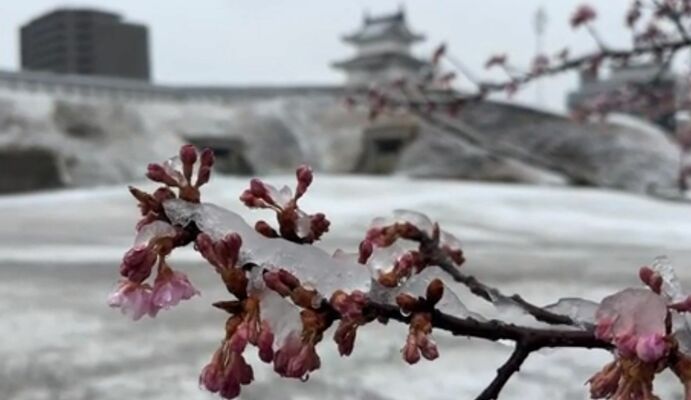 雪化粧した宇都宮城址公園＝８日