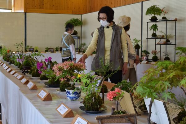 大小の作品が並ぶコケ玉展