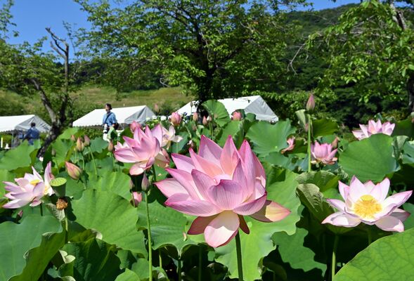 ピンク色の大輪の花を咲かせるハス＝17日午前８時25分、栃木市都賀町臼久保