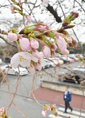 花を咲かせた宇都宮地方気象台の桜の標本木＝28日午前10時25分、宇都宮市明保野町