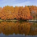 メタセコイア、水面と共演　宇都宮の県中央公園で見頃　モミジ、イチョウも