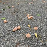 道に落ちているギンナン、食べてもいい？　県庁に聞いてみた
