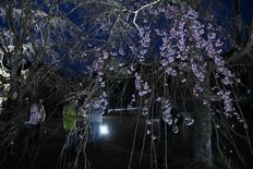 シダレザクラ癒やしのライトアップ　「花を見て明るくなって」那須烏山の菊…