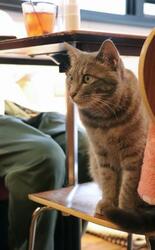 【Ｔｏｋｙｏ　とことこ散歩】猫を愛する街で癒やされる　谷中、昭和風情の…