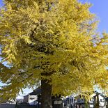 お葉付き、ラッパ、斑入り… 上三川で樹齢300年のイチョウが見頃