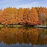 メタセコイア、水面と共演　宇都宮の県中央公園で見頃　モミジ、イチョウも