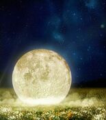 約4万人来場の春イベントが夜間初開催へ ― 長崎鼻 菜の花ライトアップ…